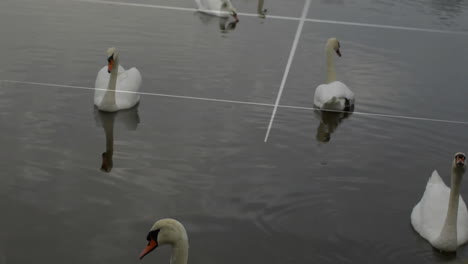 swans swimming in water with geometric lines animation over scene