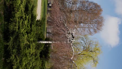 Vertical Shot Of Trees And Alley