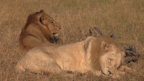 Nahaufnahme-Der-Löwenbrüder-Im-Afrikanischen-Wildpark