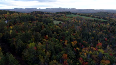 Un-Dron-Aéreo-De-Movimiento-Lento-Disparó-Sobre-Un-Bosque-De-Coloridos-álamos