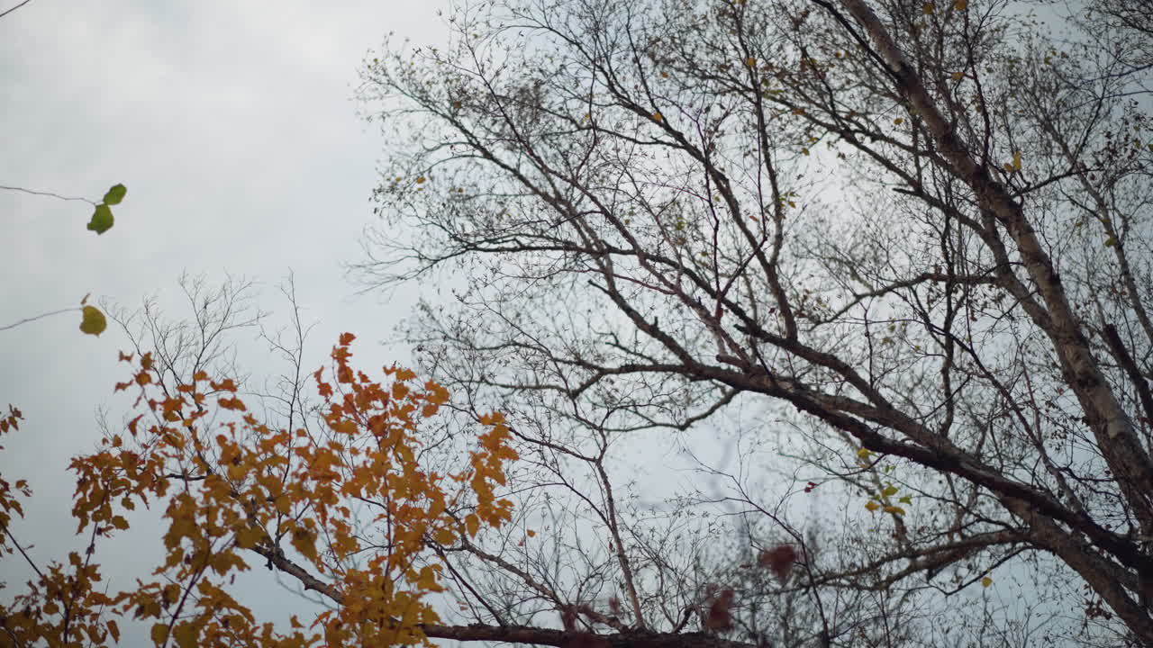 가을 하늘을 가로지르는 부드러운 빛에 대항하여 벌거벗은 가지를 가진 나무의 실루, 따뜻한 빛은 가지와 건조한 잎의 복잡한 세부 사항을 강조합니다.