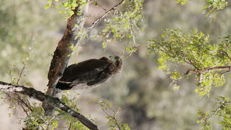 Vista-Vertical-Del-águila-Salvaje-Sentada-En-La-Rama-Del-árbol-Con-Fondo-Borroso