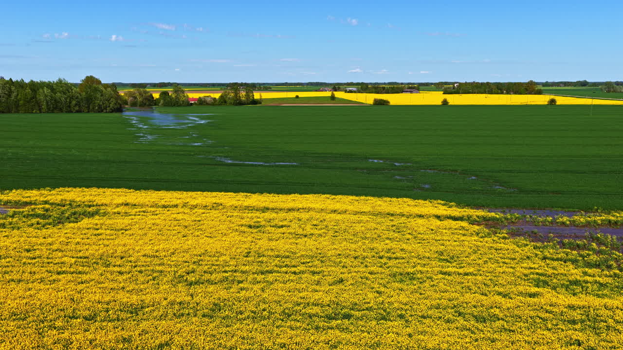 Rapeseed field crop oil seeds harvest yellow plants nature, aerial view