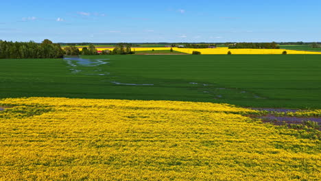 rapeseed field crop oil seeds harvest yellow plants nature, aerial view