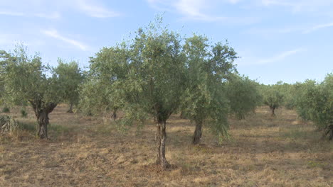 olive grove on a sunny day