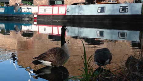 Gansos-En-El-Centro-De-Londres-En-El-Regents-Canal,-Londres,-Reino-Unido