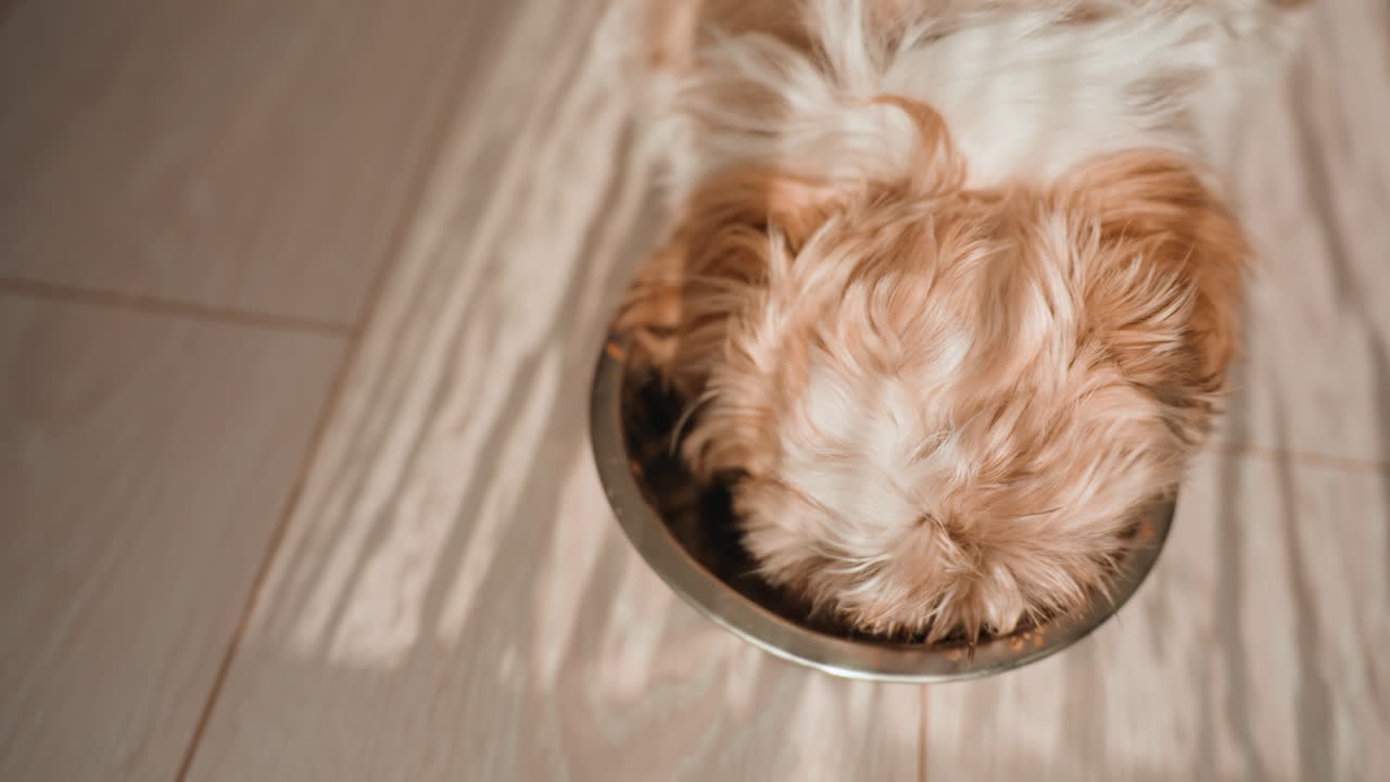 Adorable Puppy Breakfast, Fluffy Young Dog With Gentle Shadows Eats From Shiny Bowl Amid Warm Sunlight, Softfurred Puppy Happily Munches From Polished Metal Bowl As Warm Daylight Fills Cozy Room