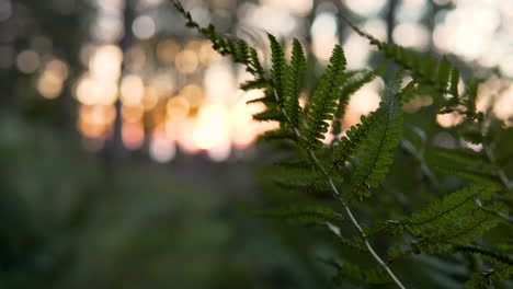 fern foliage on blurry tranquil forest park during sunrise