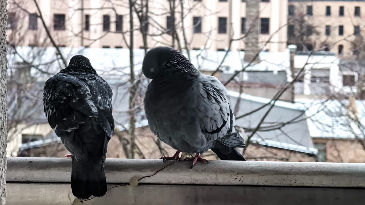 Couple of pigeons resting on railing during daytime in Riga, Latvia