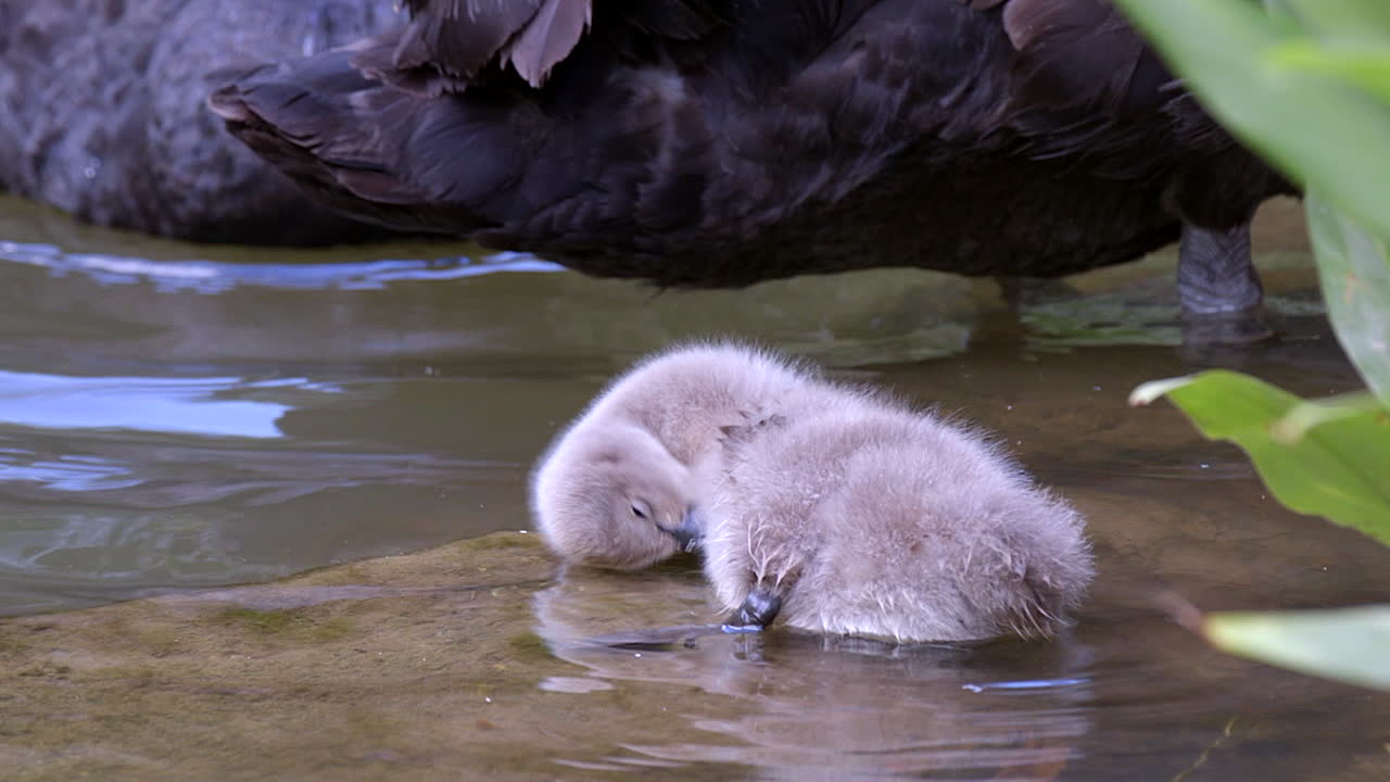 Um adorável e fofo cisne filhote, filhote de cisne negro balançando a cabeça e arrumando as penas - em câmera lenta