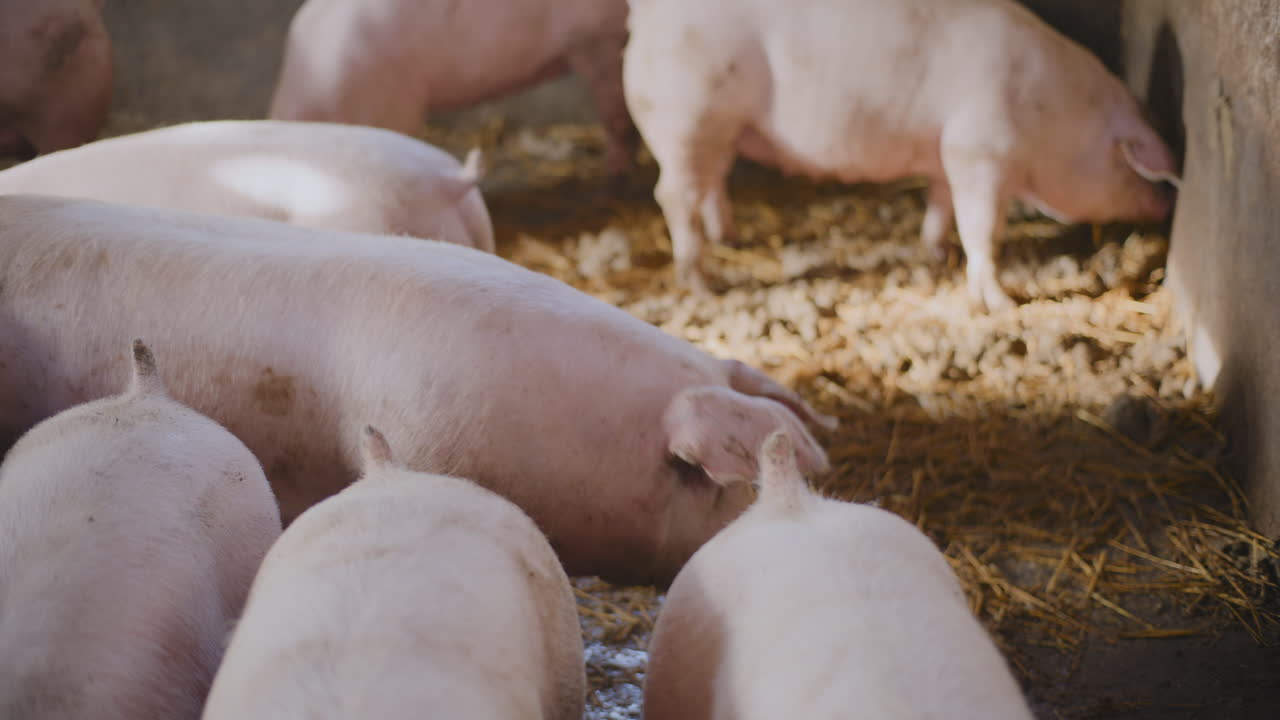 농장 창고에 있는 돼지