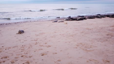 Tiro-Aéreo-Que-Se-Arquea-Alrededor-De-Una-Colonia-De-Focas-Grises-Cojeando-Sobre-Su-Vientre-A-Través-De-Una-Playa-Para-Encontrar-Un-Lugar-Preferido-Para-Relajarse-Y-Disfrutar-De-La-Arena,-Horsey-Gap,-Mar-Del-Norte,-Norfolk,-Inglaterra