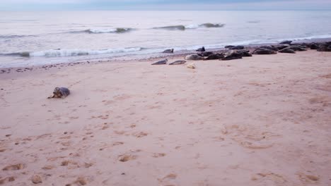 aerial shot arcing around a colony of grey seals hobbling on their belly across a beach to find a preferred place to relax and bask on the sand, horsey gap, north sea, norfolk, england