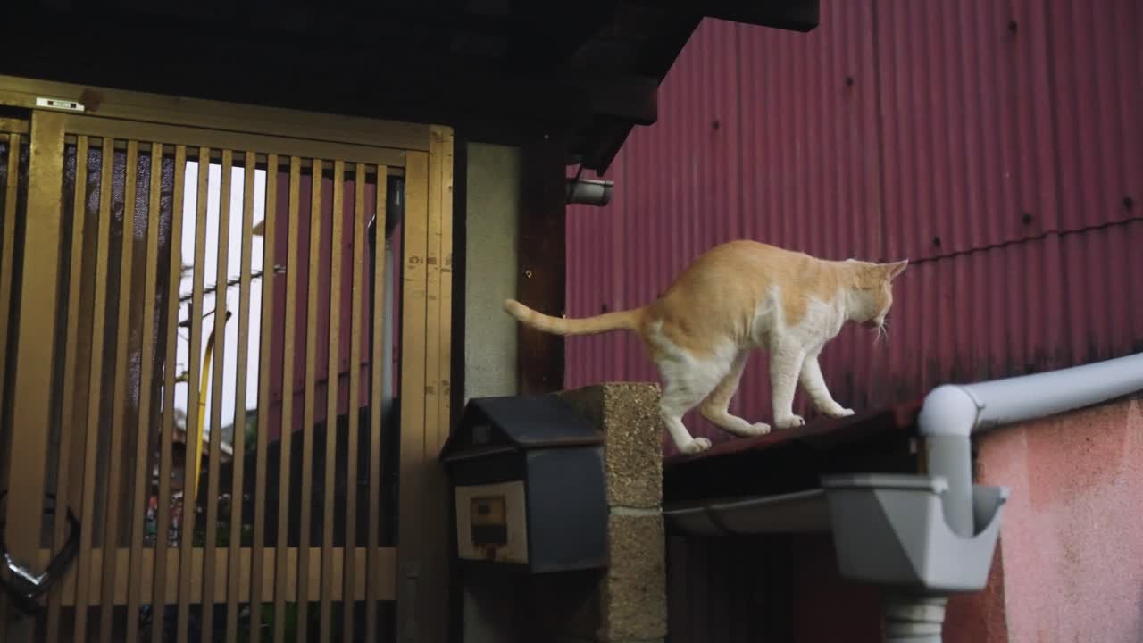 Cat in Japanese Alley, Onomichi, Peaceful Japanese Rural Town in Hiroshima