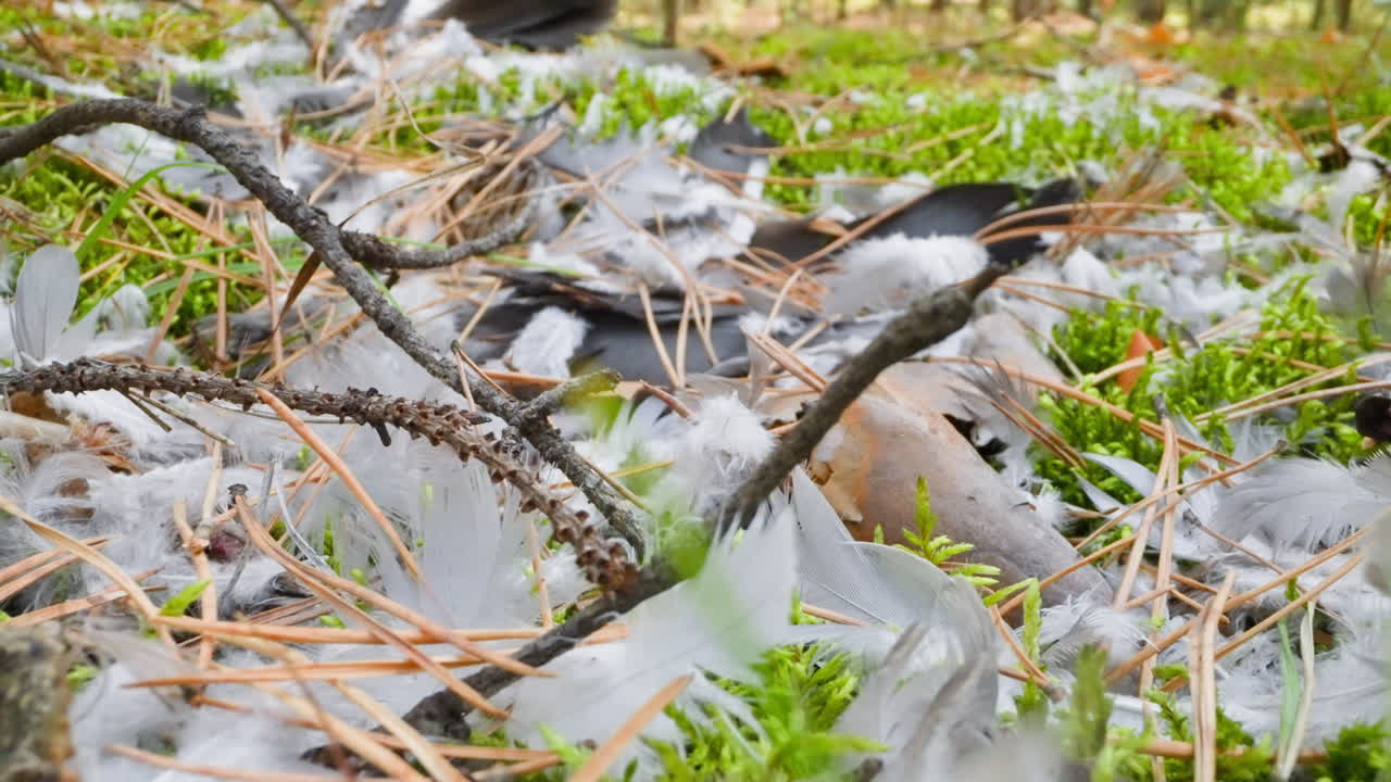 ⁇ 어져 있는 회색  ⁇ 털, 소나무 바늘, 풀 위의 막대기