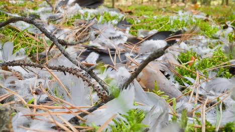 plumas grises dispersas agujas de pino y palos en la hierba