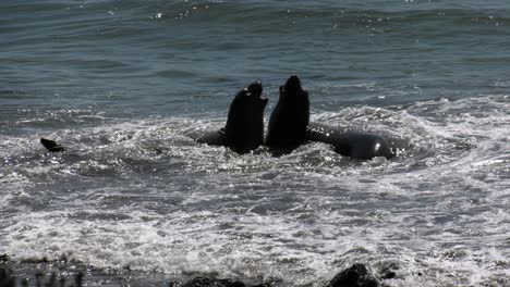 Seeelefanten,-Die-Im-Wasser-Spielen