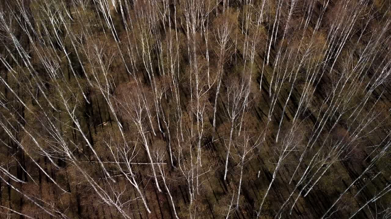 Birch forest top at spring time view from drone footage 4K