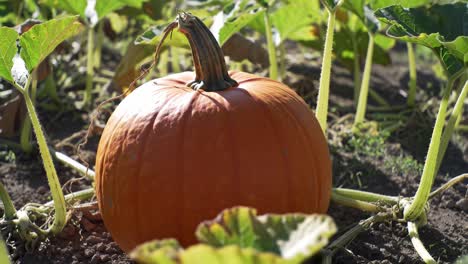 a bountiful harvest: vibrant, sunlit pumpkin surrounded by lush green leaves in an abundant field of ripe gourds awaiting the season of celebrations