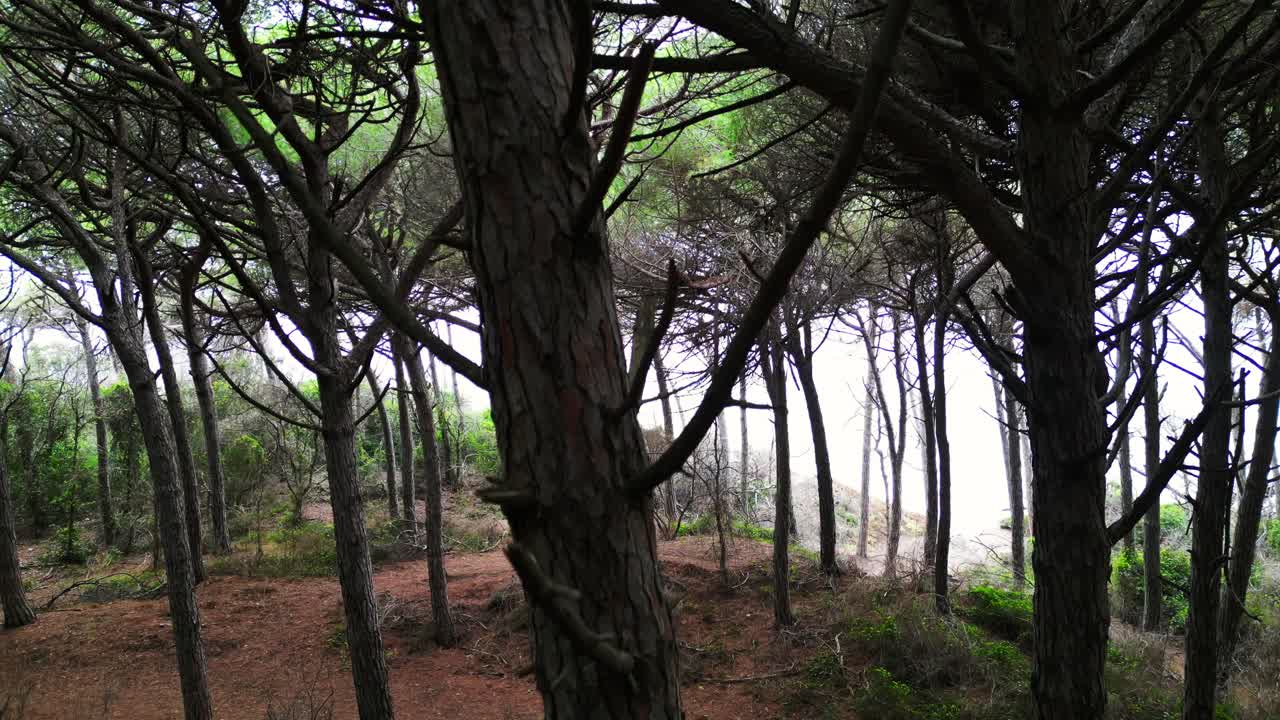 bosques de pinos junto al mar, toscana, italia