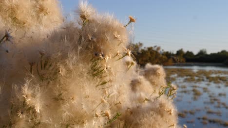 Wüstenbesen-In-Voller-Blüte-Mit-Im-Wind-Fliegenden-Samen-über-Einem-Kleinen-Teich