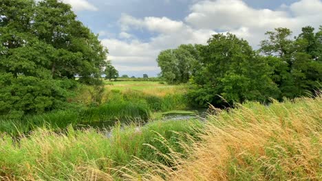 beautiful river with green fields, tall grass and forest trees in chippenham england, windy weather, 4k shot