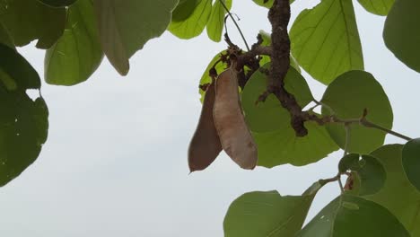 static closeup shot of butea monosperma fruit growing on its tree