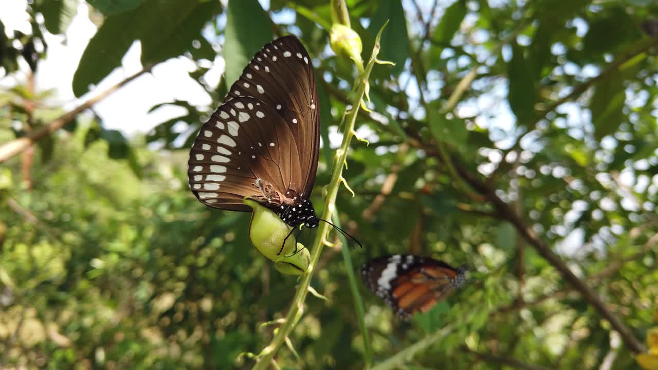 mariposa monarca en su hábitat natural durante la primavera en la india - blanco, naranja, marrón - estampado negro - dos mariposas a cámara lenta