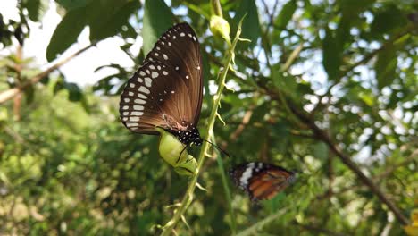 Monarch-butterfly-in-its-natural-habitat-during-spring-in-India---white,-orange,-brown---black-patterned---two-butterflies-slow-motion