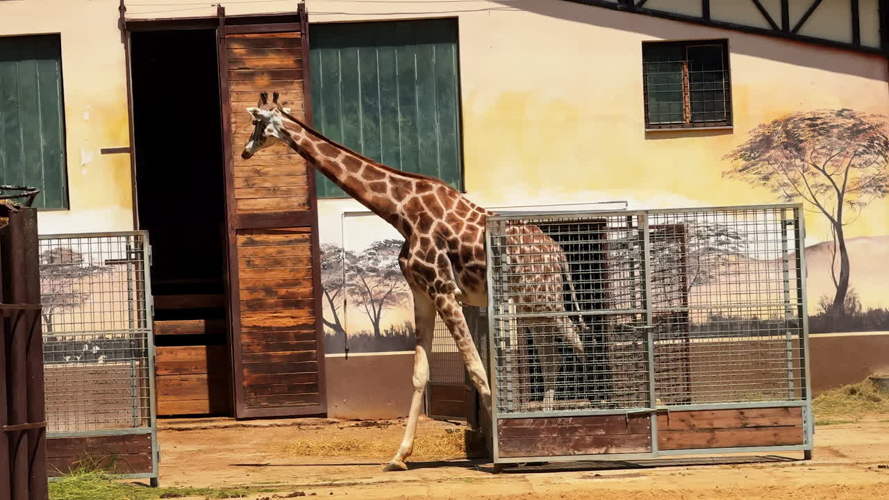 Giraffe walks in open enclosure at zoo. A tall giraffe walks gracefully in its spacious enclosure, showing off its unique pattern at the local zoo
