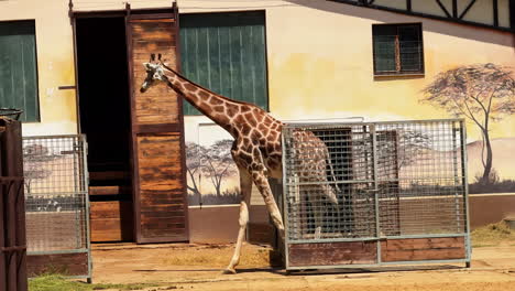 giraffe walks in open enclosure at zoo. a tall giraffe walks gracefully in its spacious enclosure, showing off its unique pattern at the local zoo