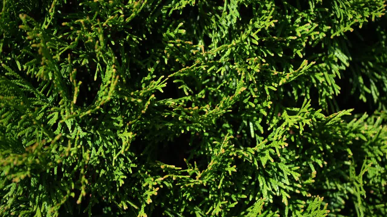 панорамный снимок вечнозеленого дерева - изумрудный кедр панорамный снимок вверх 4k