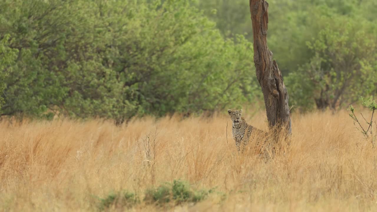 Extreme wide shot of a leopard sitting underneath a tree in the dry grass, Khwai Botswana
