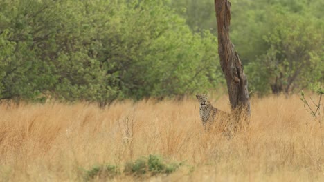 extreme wide shot of a leopard sitting underneath a tree in the dry grass, khwai botswana