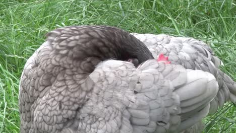 Bluebelle-Hybrid-hen-preening.-Summer.-UK