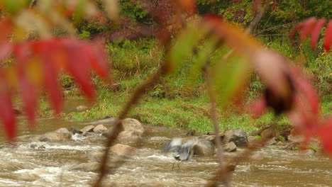 wading bird great blue heron at open flowing river