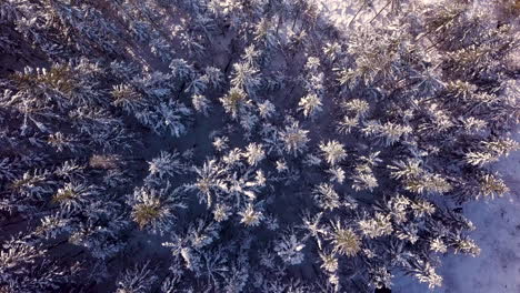 Aerial,-top-down,-drone-shot-over-snow-covered-forest,-on-a-sunny-day,-in-Birkeland,-Agder,-South-Norway