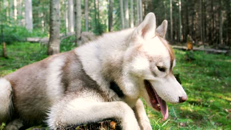 cute siberian husky dog on stump in forest