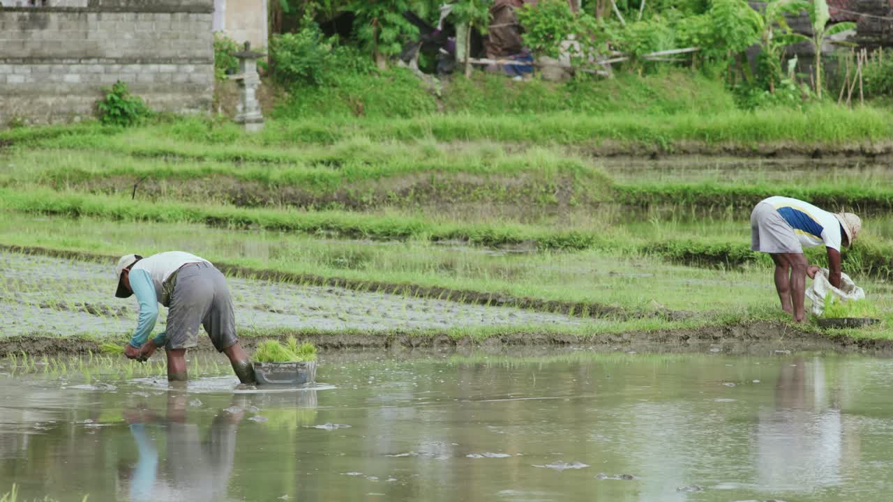работа на поле для подъема бали