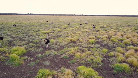 Aerial,-Flying-behind-a-flock-of-ostriches-in-a-colorful-grass-plain,-Botswana