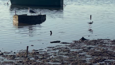 idyllic coastal scene with seagull stands atop an old fishing boat