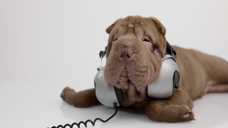 shar pei perro cachorro con auriculares con fondo blanco