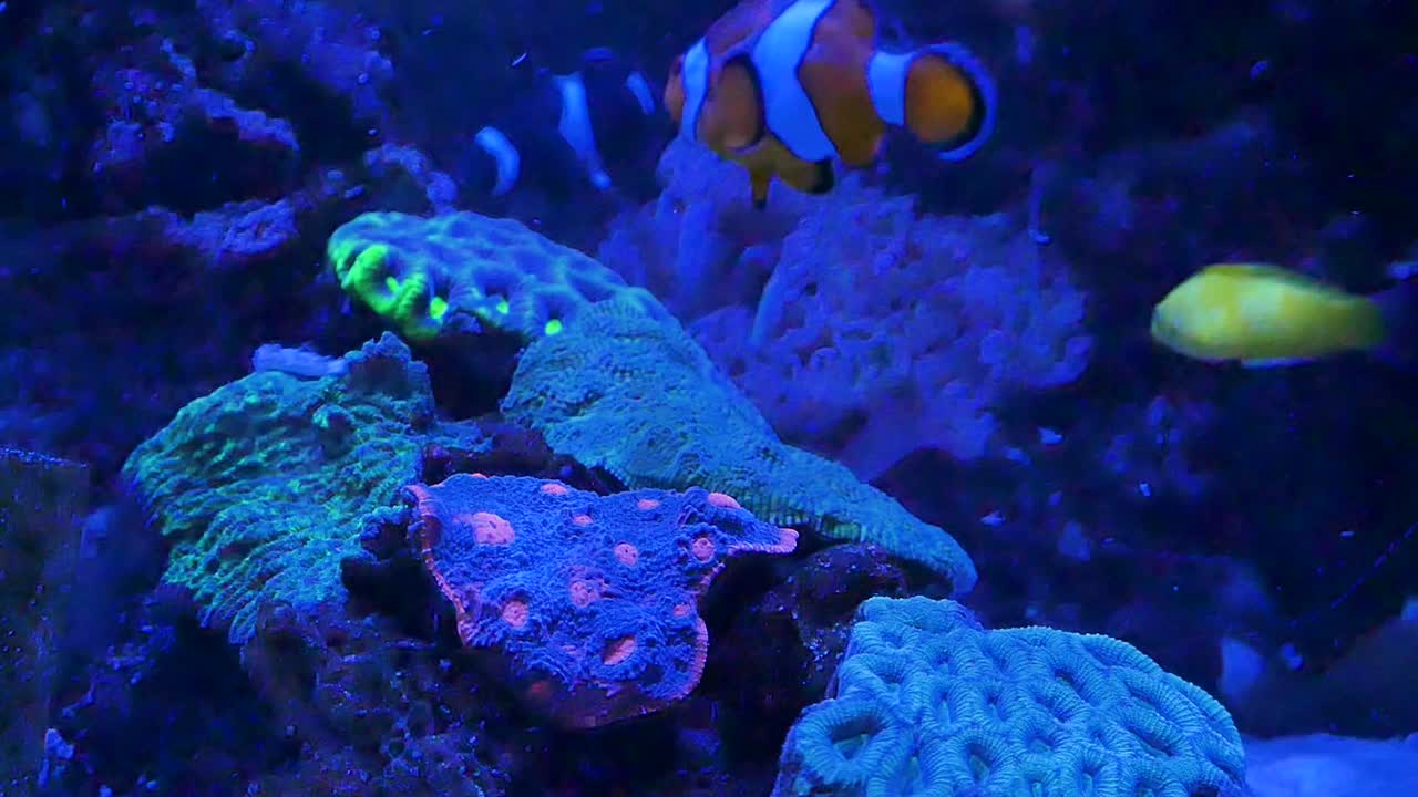 Fish tank under blue light