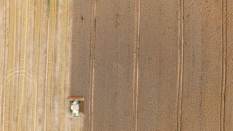 Aerial view of grain harvesting in a vast golden wheat field in summer