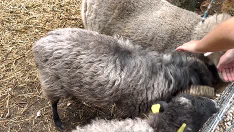 top view of someone gently pets the horns and heads of the goats on the farm