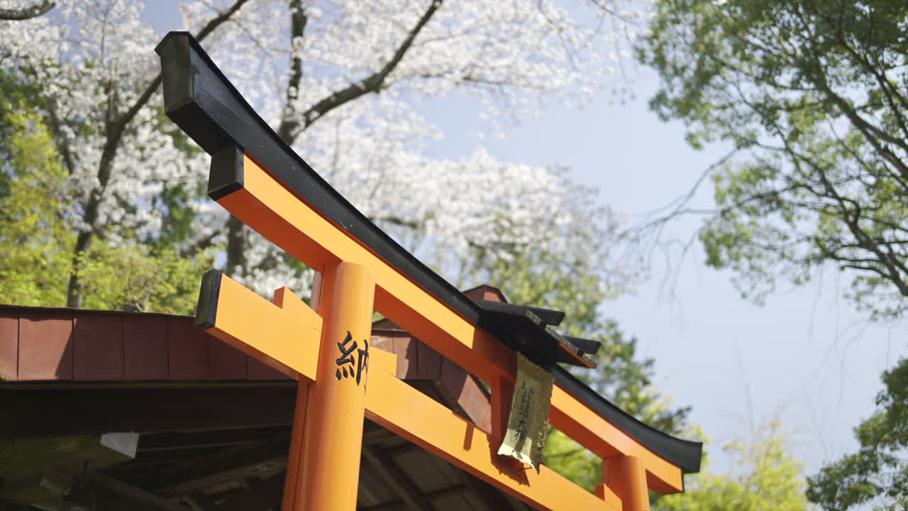A vibrant torii gate stands proudly surrounded by blooming cherry blossoms. Text Translation: ''Dragon Deity''. Fushimi Inari, Kyoto, Japan