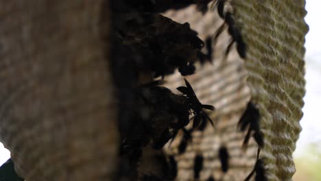 interior of a large wasp nest in the jungle