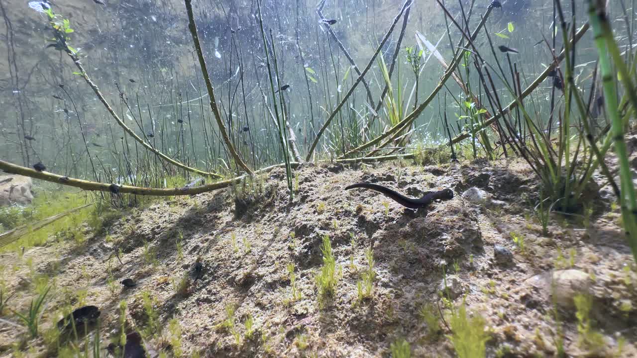 Horse leech (Haemopis sanguisuga) at the bottom of a shallow pond on a sunny day. Estonia.