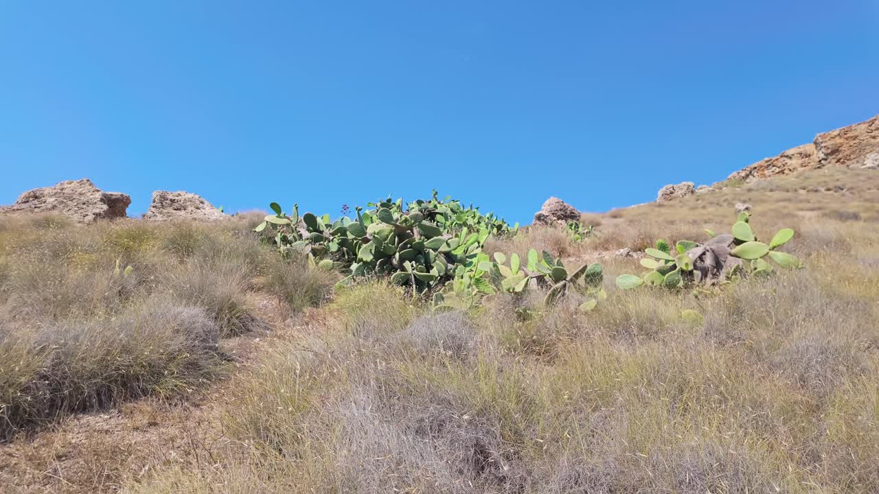 A scenic view of a dry hillside in Mgarr near the Gnejna Bay, Malta, featuring prickly pear cacti under a clear blue sky