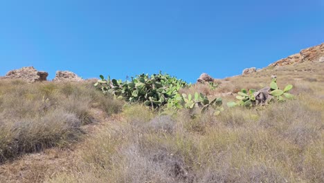 a scenic view of a dry hillside in mgarr near the gnejna bay, malta, featuring prickly pear cacti under a clear blue sky